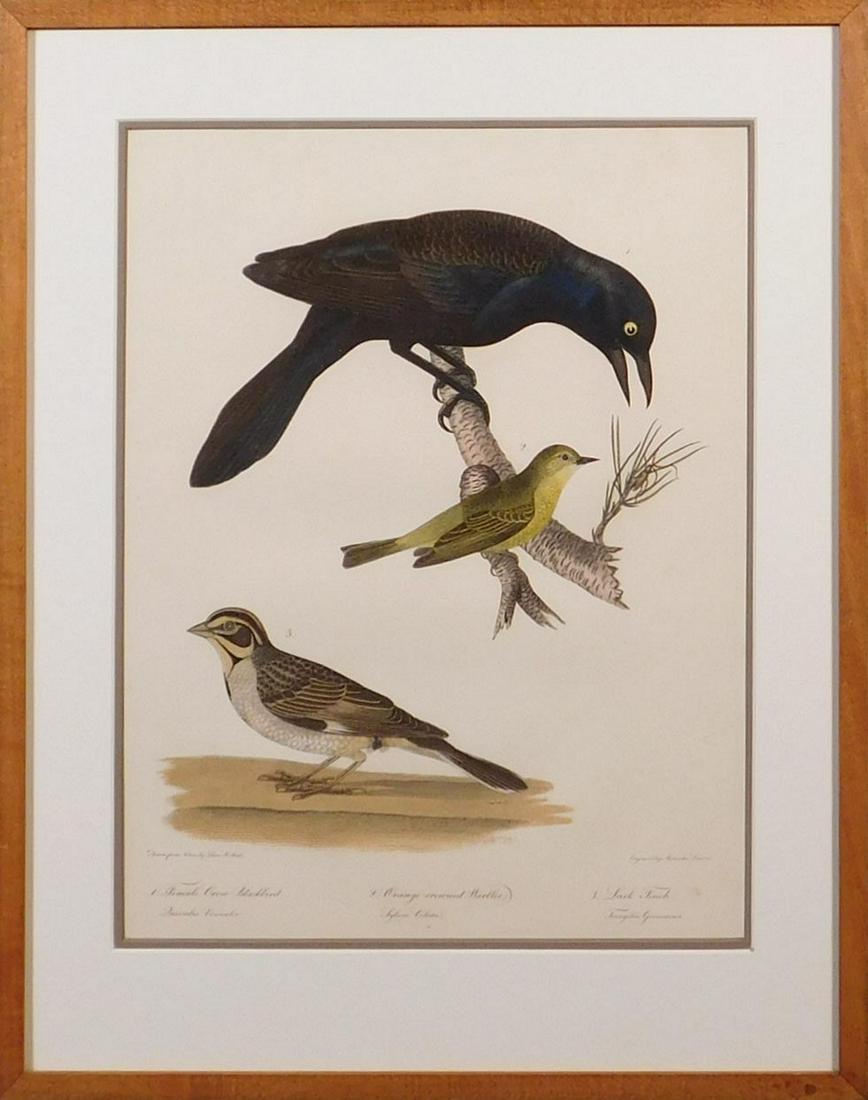 Alexander Lawson after Titian Ramsay Peale: Female Crow: Alexander Lawson after Titian Ramsay Peale: Female Crow Blackbird, Orange-Crowned Warbler, Lark Finch. This impressively detailed attractively framed 19th Century hand-colored engraving of birds was m