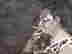 item-131321242=3