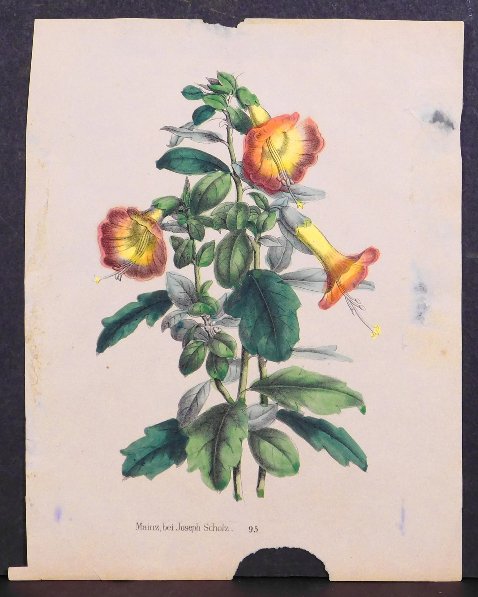 Joseph Scholz : Botanical Print: Joseph Scholz (1858-1915): Botanical Print. Hand colored engraving on paper, unsigned, unnumbered, unframed. 7.5 x 5.75 inches paper. Private collection, Boston.