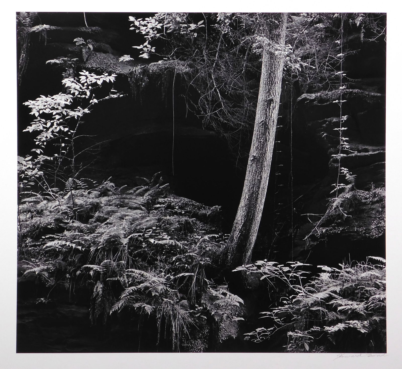 Howard Bond: Tree on Cliff, Hocking Hills, Ohio (1 of 11)