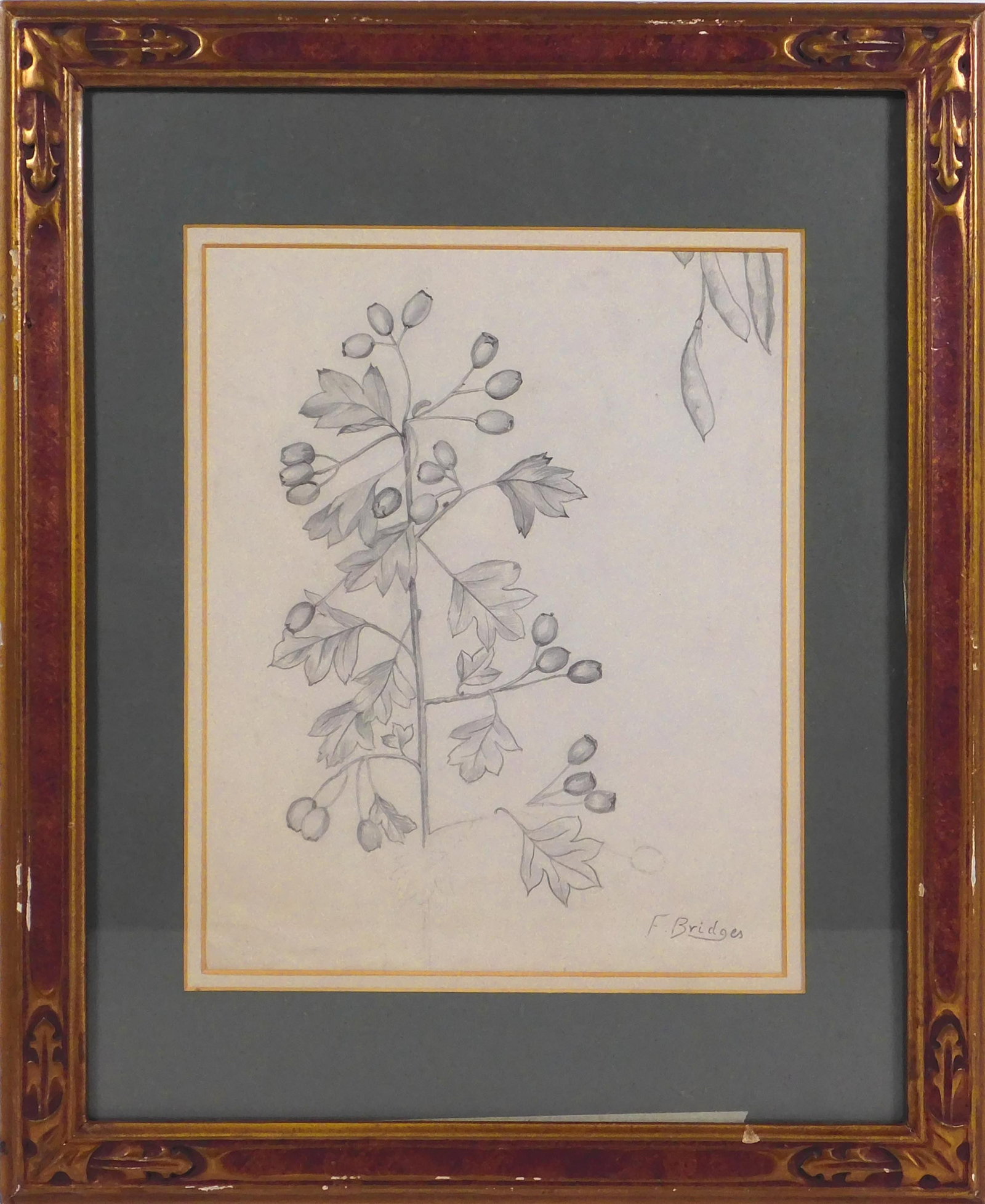 Fidelia Bridges, Manner of:  Botanical Sketch (1 of 7)
