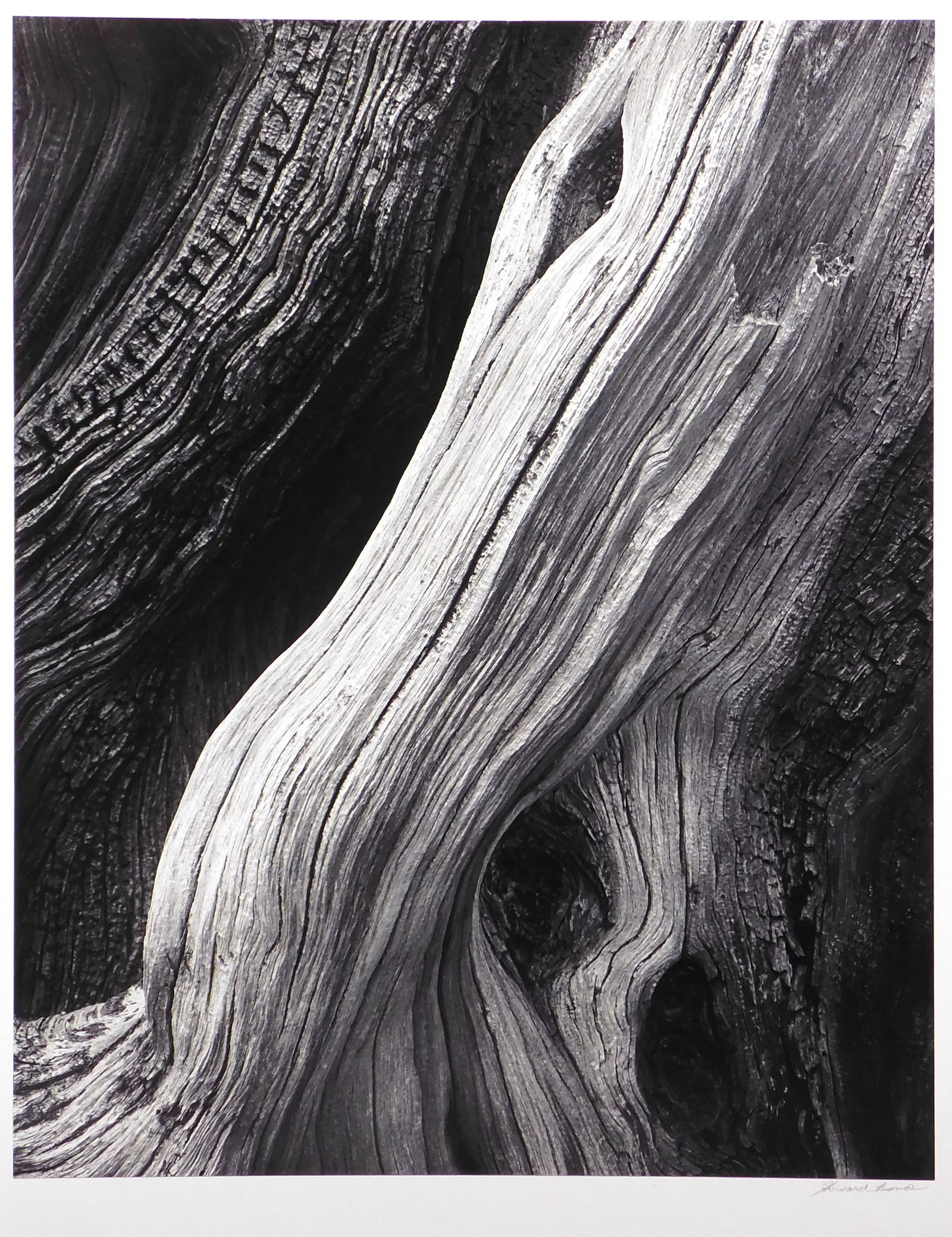 Howard Bond: Bristlecone Pine #8 (1 of 6)