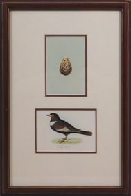 Ring Ouzel and Egg