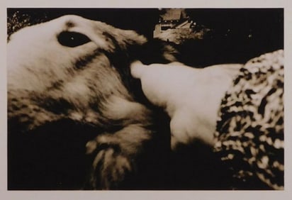 Gary Dipalma: Untitled (Dog)