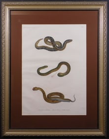 De l'Egypte Histoire Naturelle: Vipers