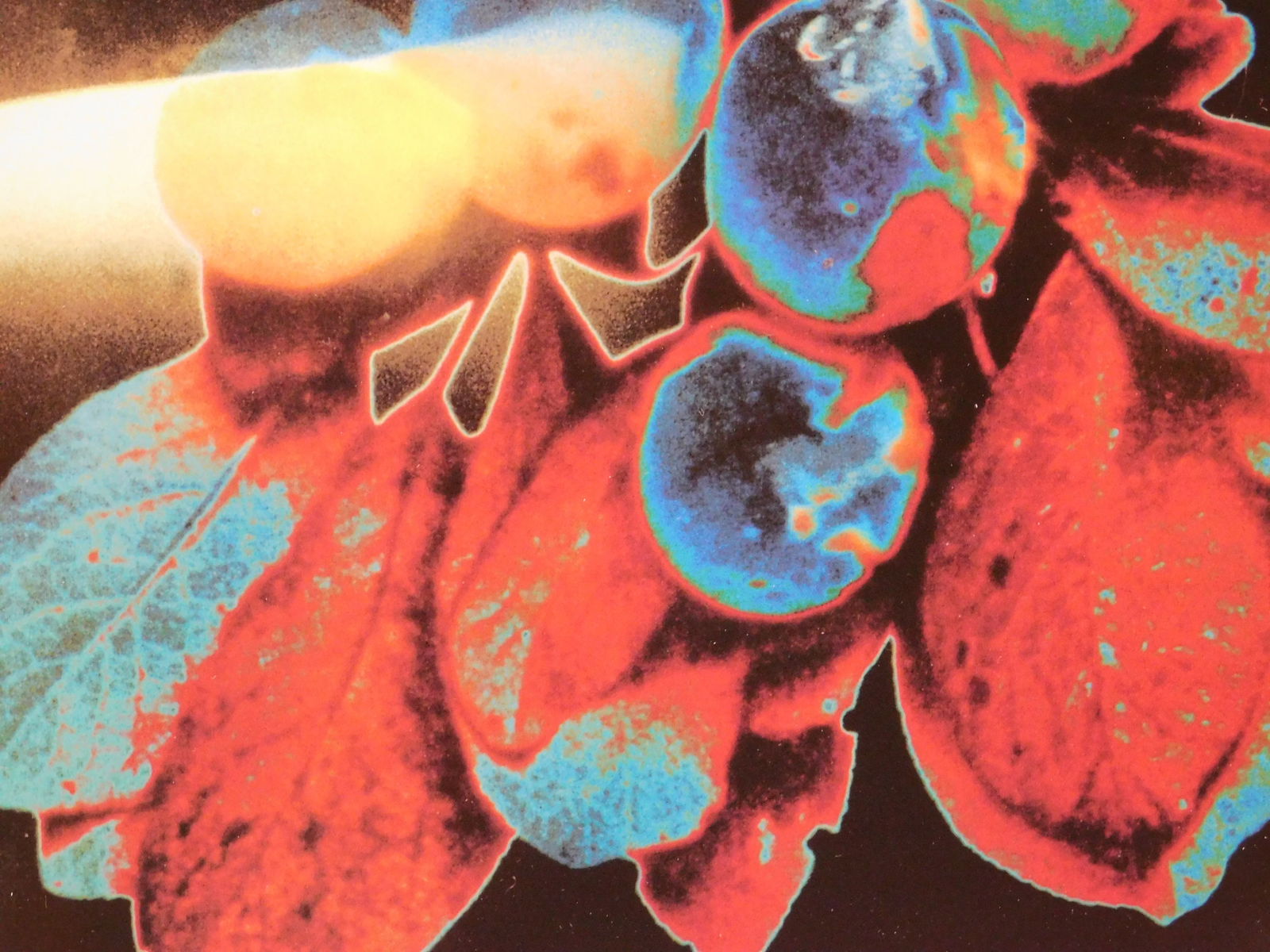 Robert Flynt : Untitled (Two Entangled Men Floating) - 5