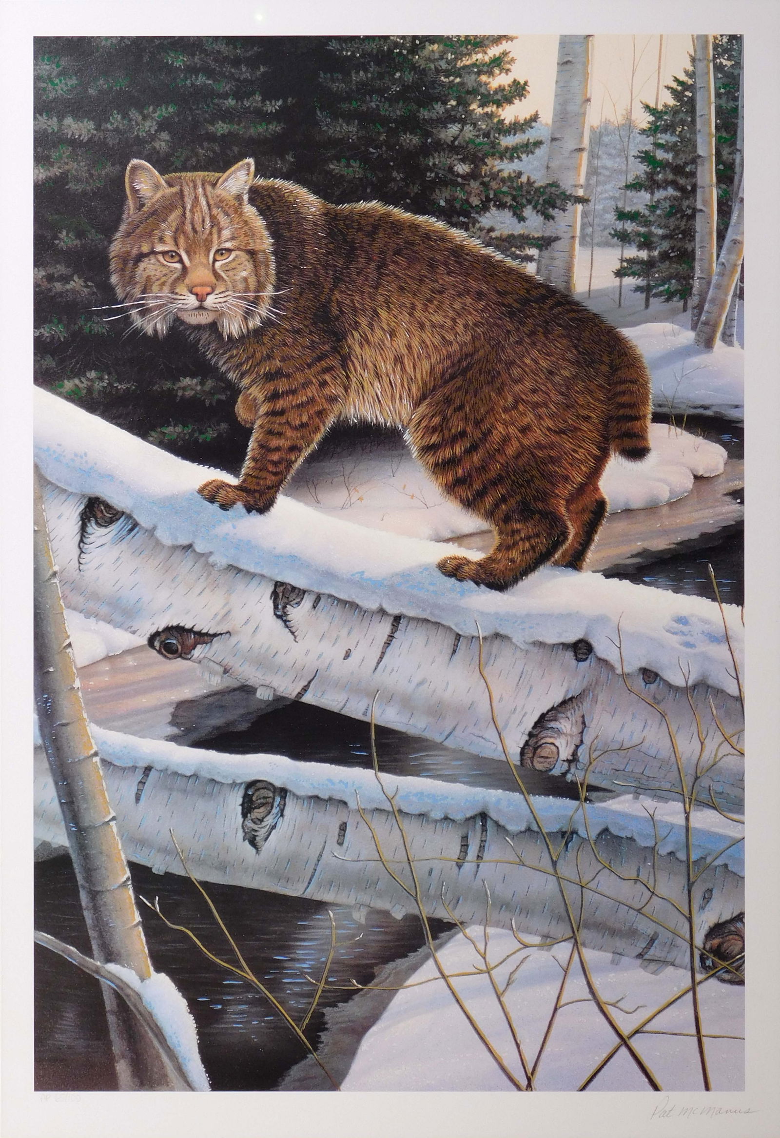 Pat McManus: Bobcat (1 of 6)