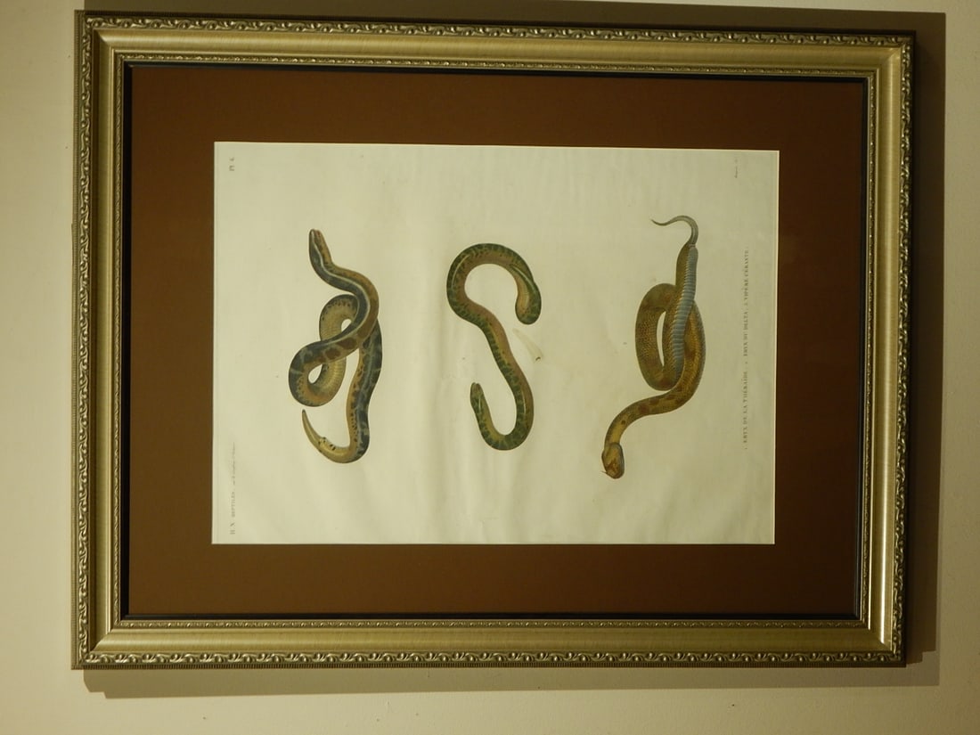 De l'Egypte Histoire Naturelle: Vipers (1 of 16)