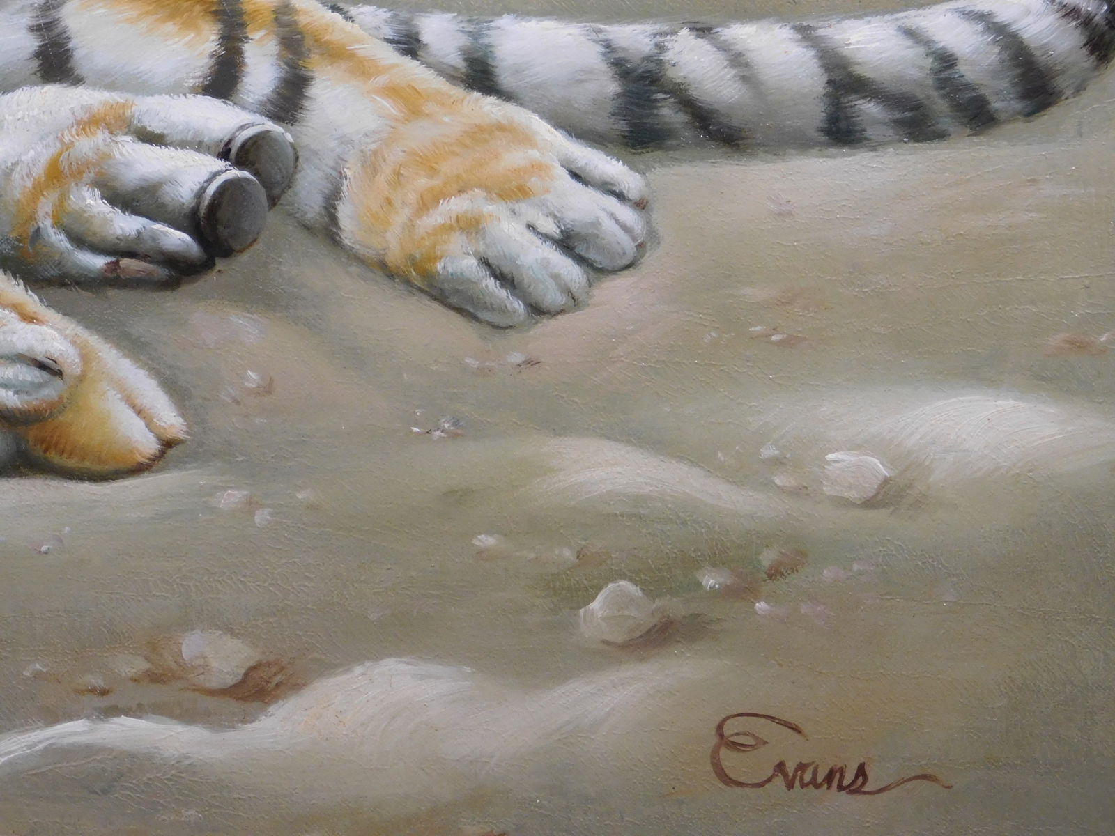 Evans: Tiger Resting on a Beach - 5