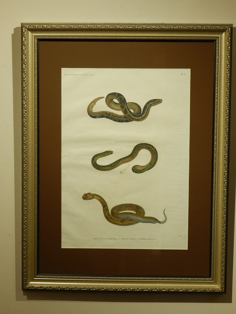 De l'Egypte Histoire Naturelle: Vipers: De l'Egypte Histoire Naturelle. Zoologie. Reptiles Pl. 6. Eryx De La Thebaide. Eryx Du Delta. Vipere Ceraste. Beautiful and antique copper engraved plate representing Vipers. This plate begins to the