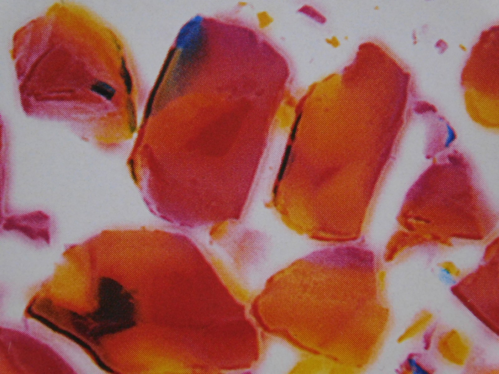 Nick Knight : Lollipop - 7