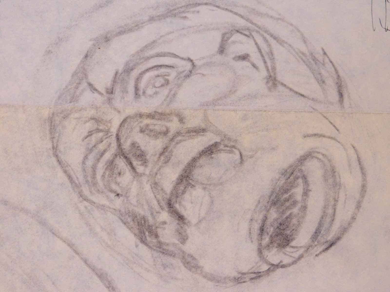 Pablo Picasso, Attributed: Double Sided Head Studies - 14