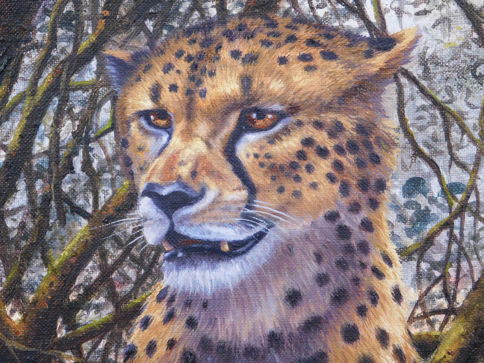 Rob O'Meara : Kenya (Cheetah) - 5