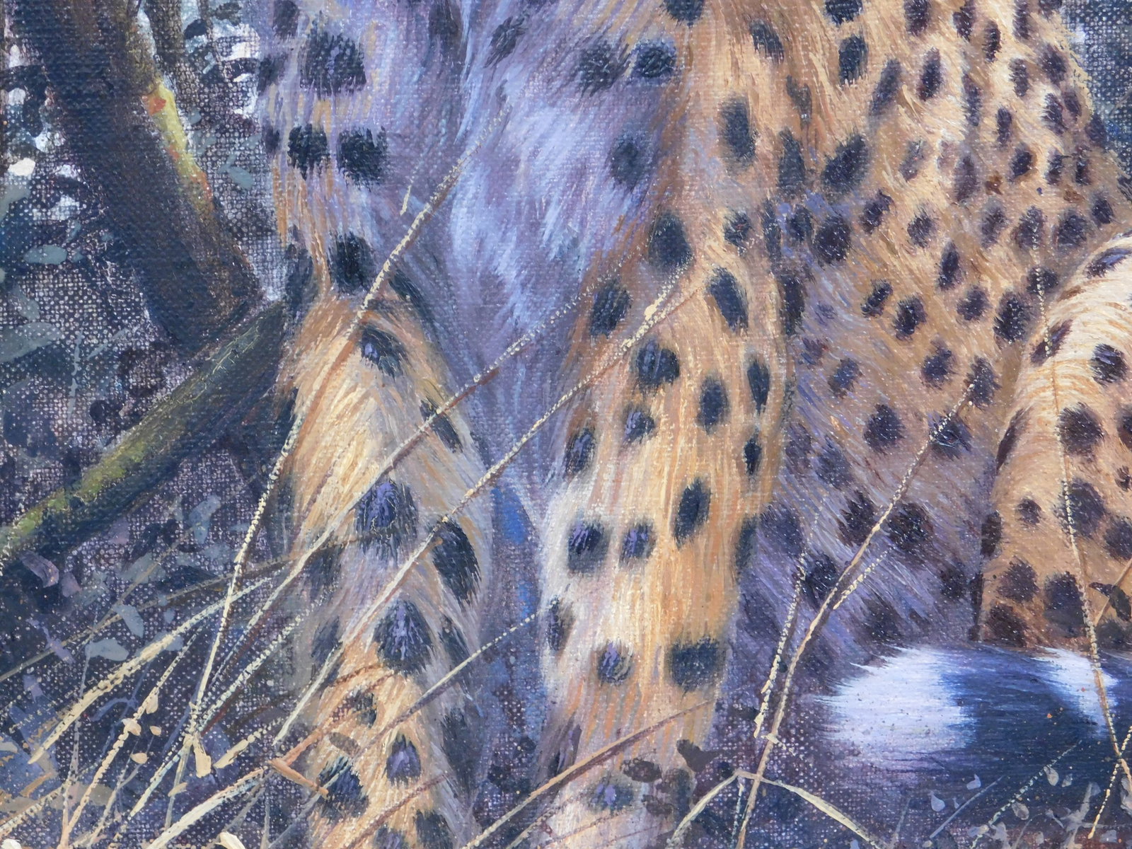 Rob O'Meara : Kenya (Cheetah) - 6