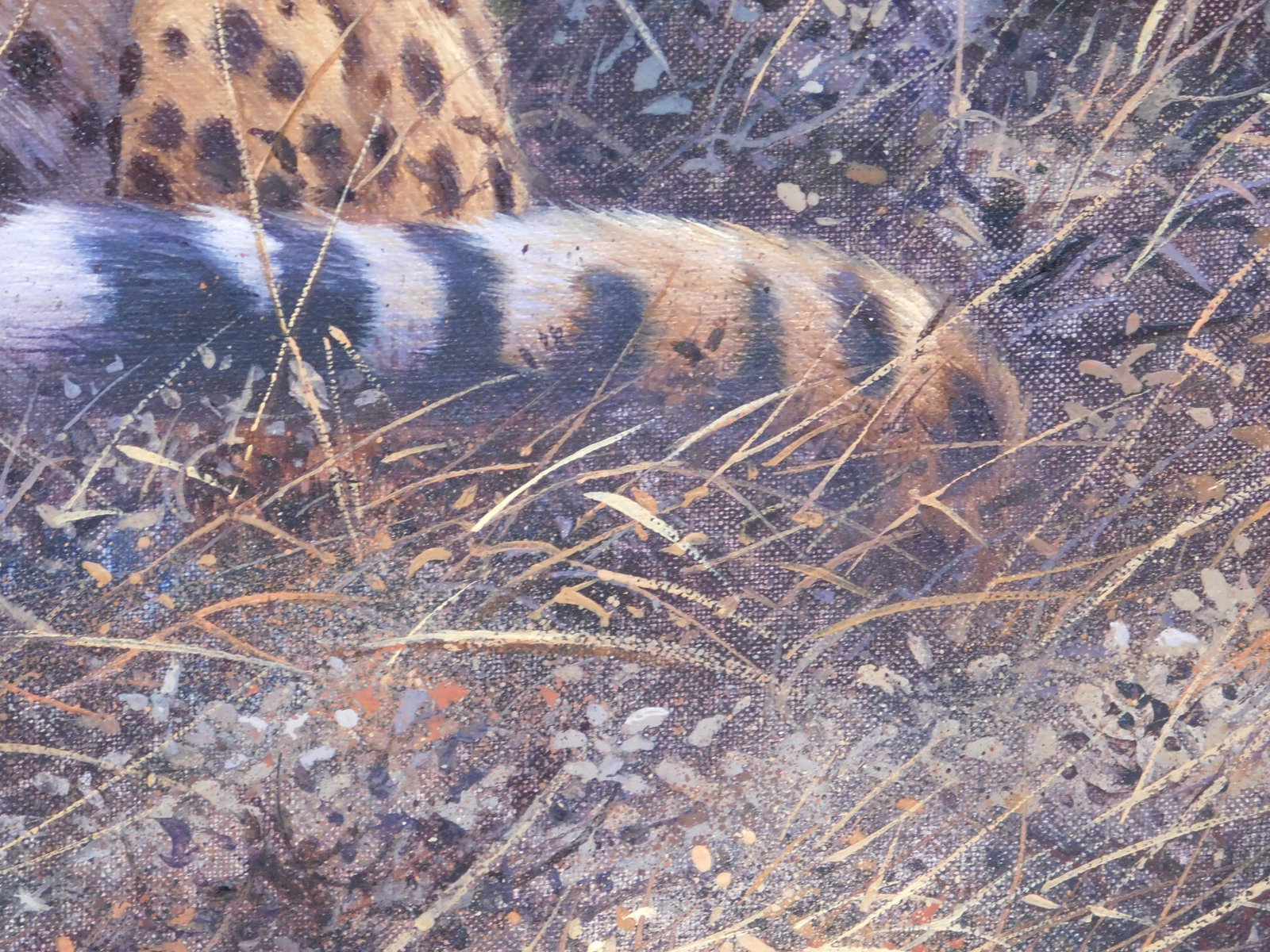 Rob O'Meara : Kenya (Cheetah) - 7