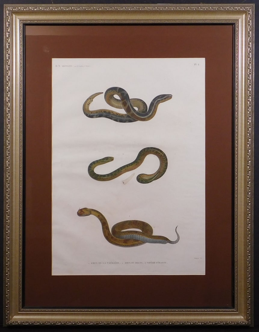 De l'Egypte Histoire Naturelle: Vipers: De l'Egypte Histoire Naturelle. Zoologie. Reptiles Pl. 6. Eryx De La Thebaide. Eryx Du Delta. Vipere Ceraste. Beautiful and antique copper engraved plate representing Vipers. This plate begins to the