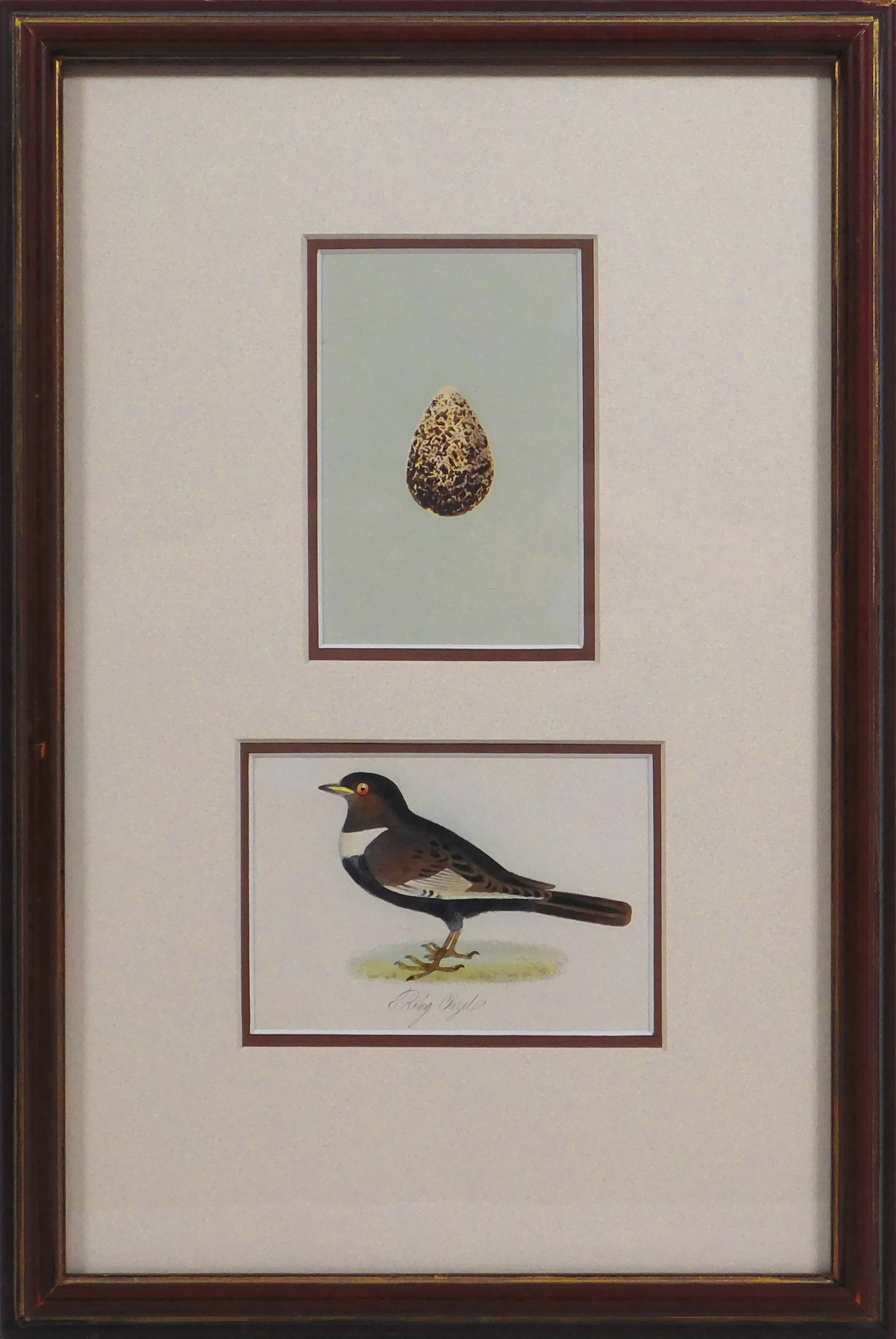 Ring Ouzel and Egg: Ring Ouzel: Two chromolithographs, One showing an egg, and the one below showing the bird, titled below, expertly framed and matted. 12.25 x 8.25 inches framed; approx.. 2.5 x 3.5 inches sight each