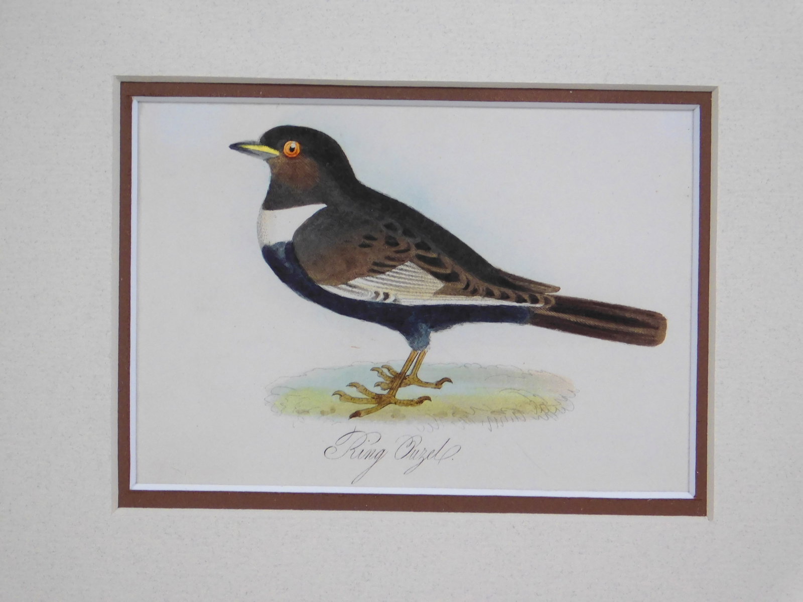 Ring Ouzel and Egg - 2