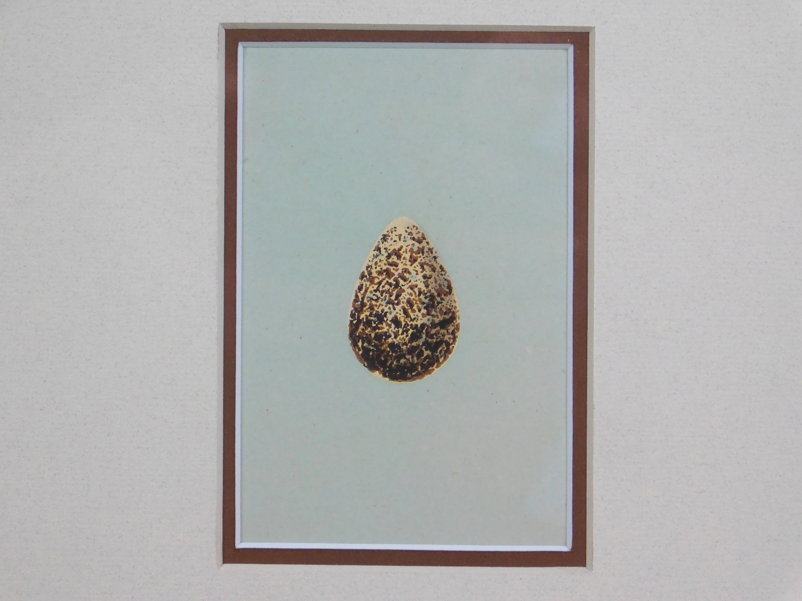 Ring Ouzel and Egg - 3