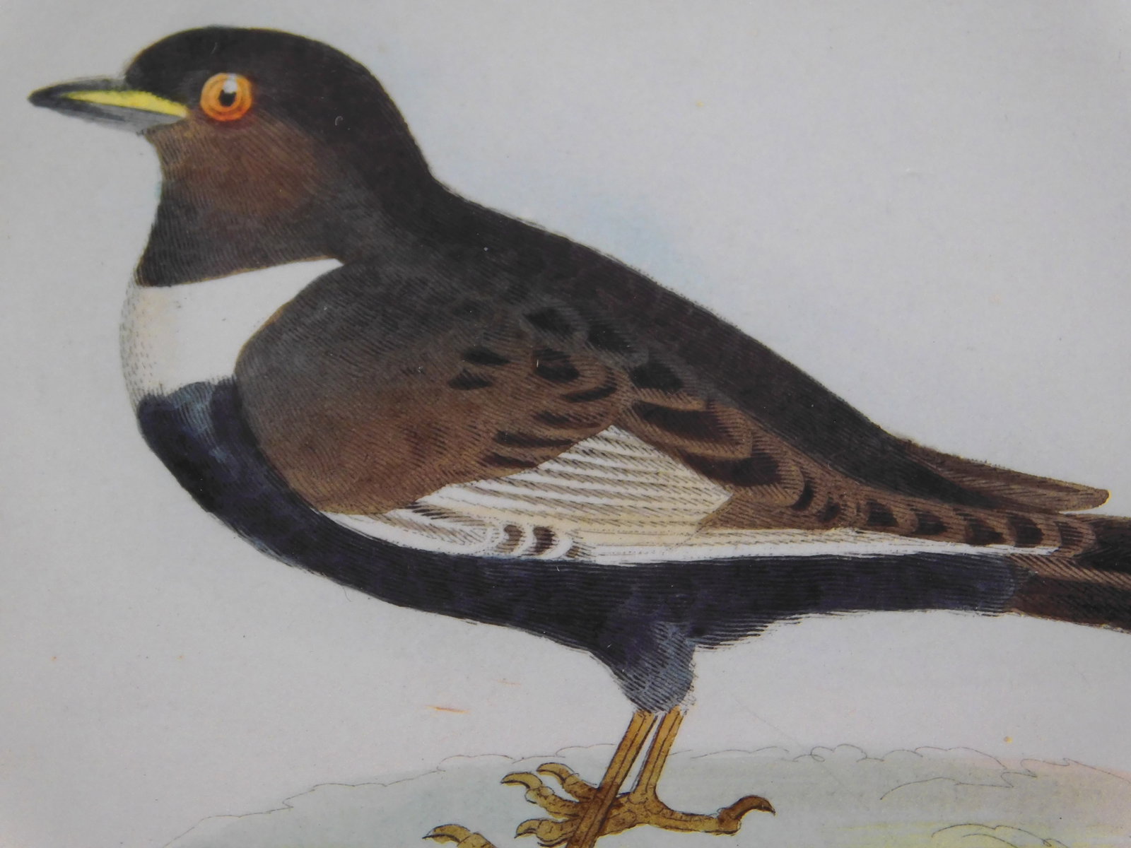 Ring Ouzel and Egg - 4