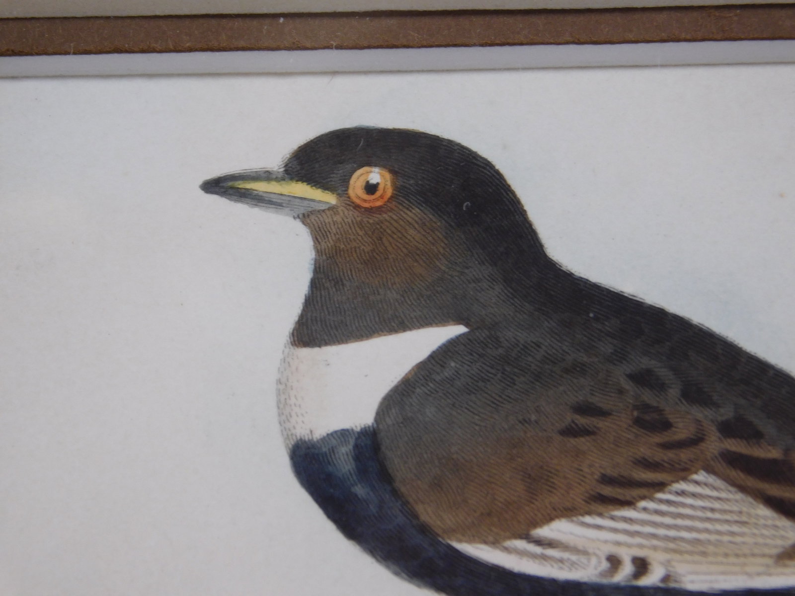 Ring Ouzel and Egg - 6