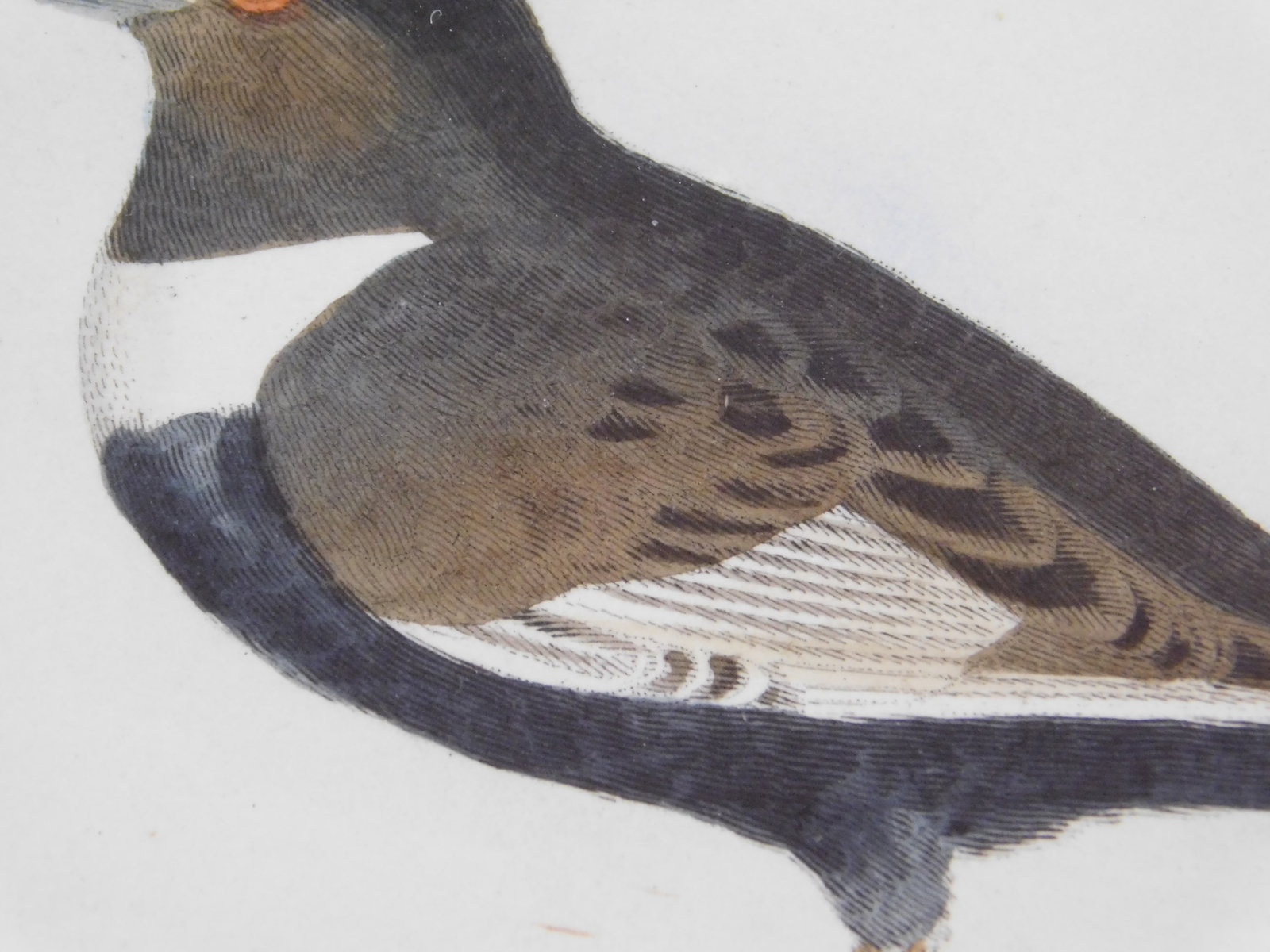 Ring Ouzel and Egg - 7