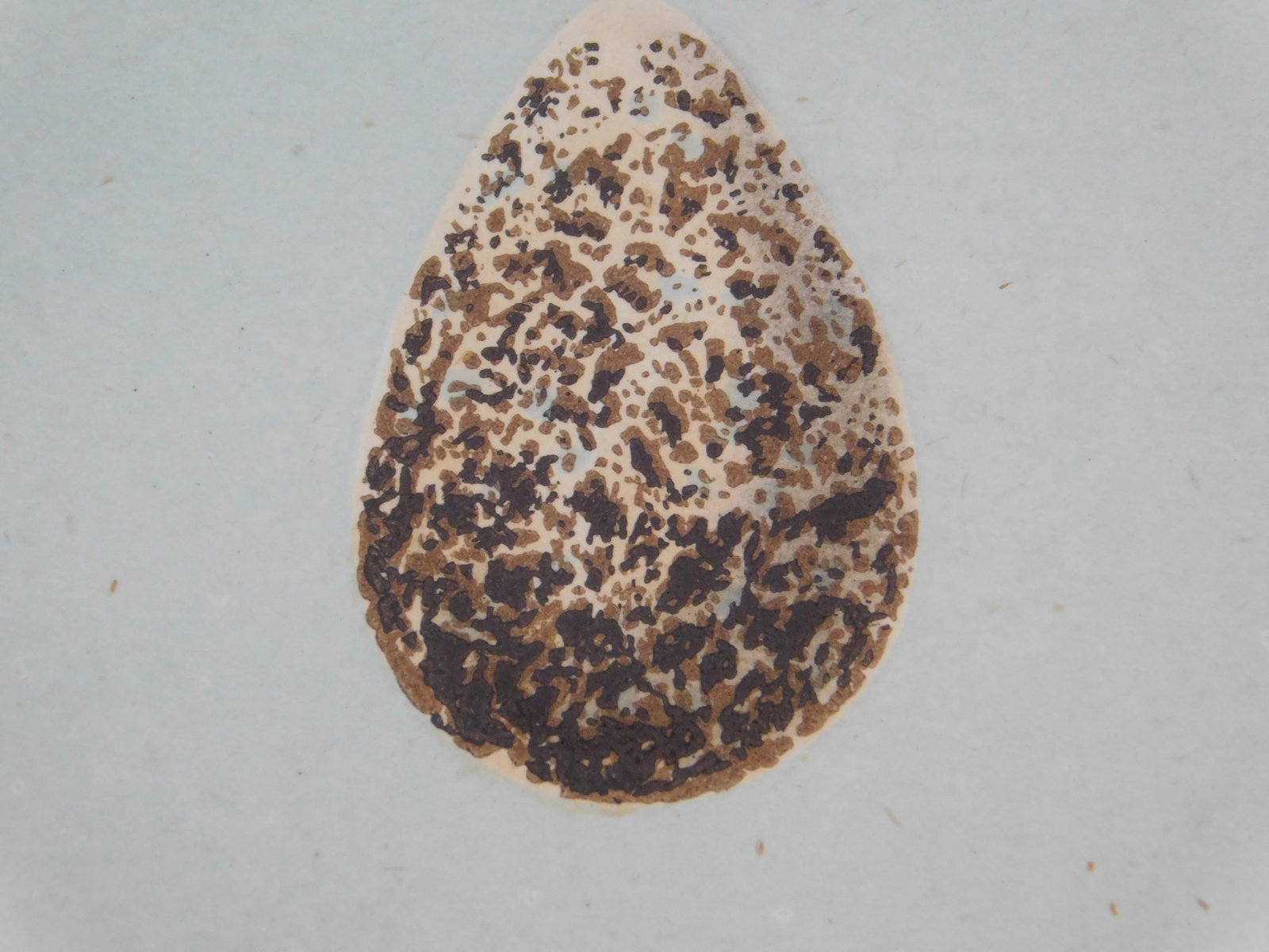 Ring Ouzel and Egg - 8