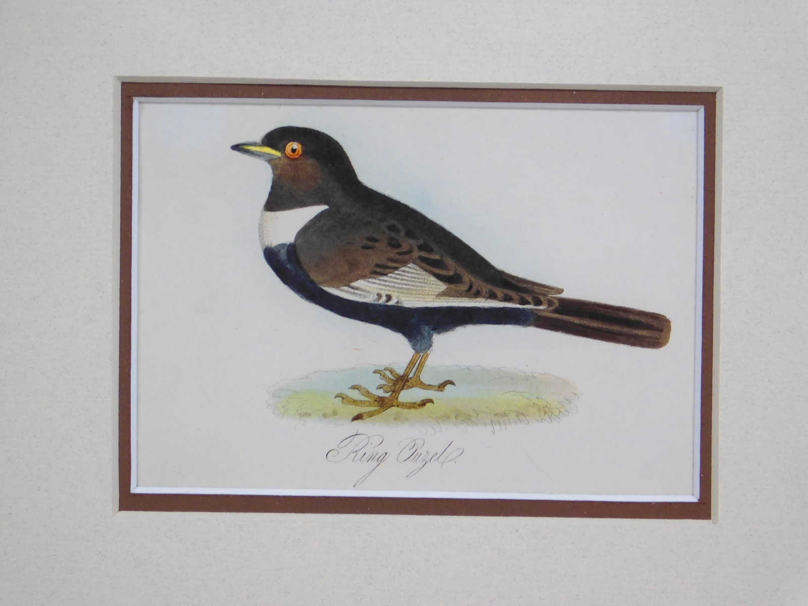 Ring Ouzel and Egg - 2