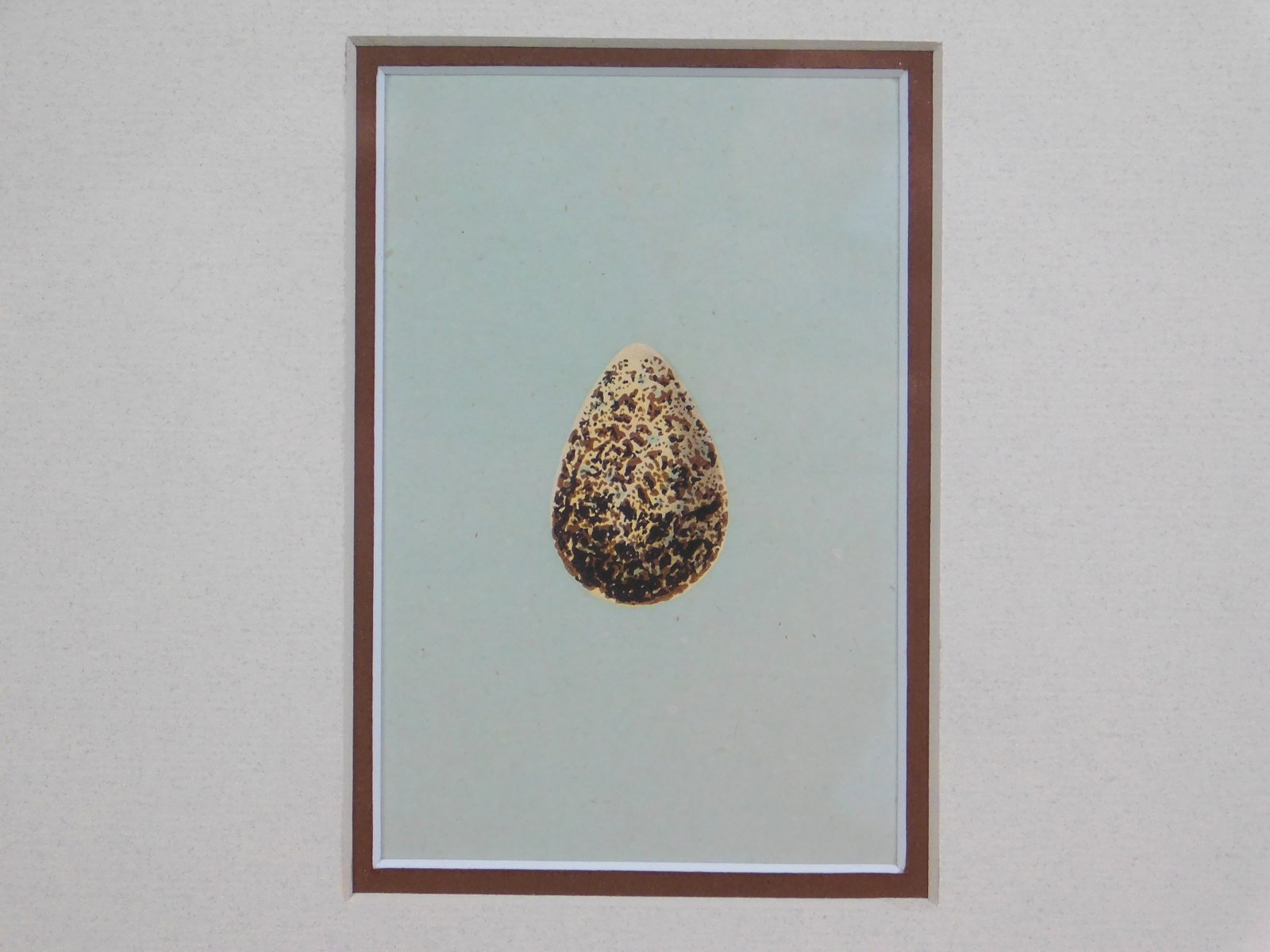 Ring Ouzel and Egg - 3