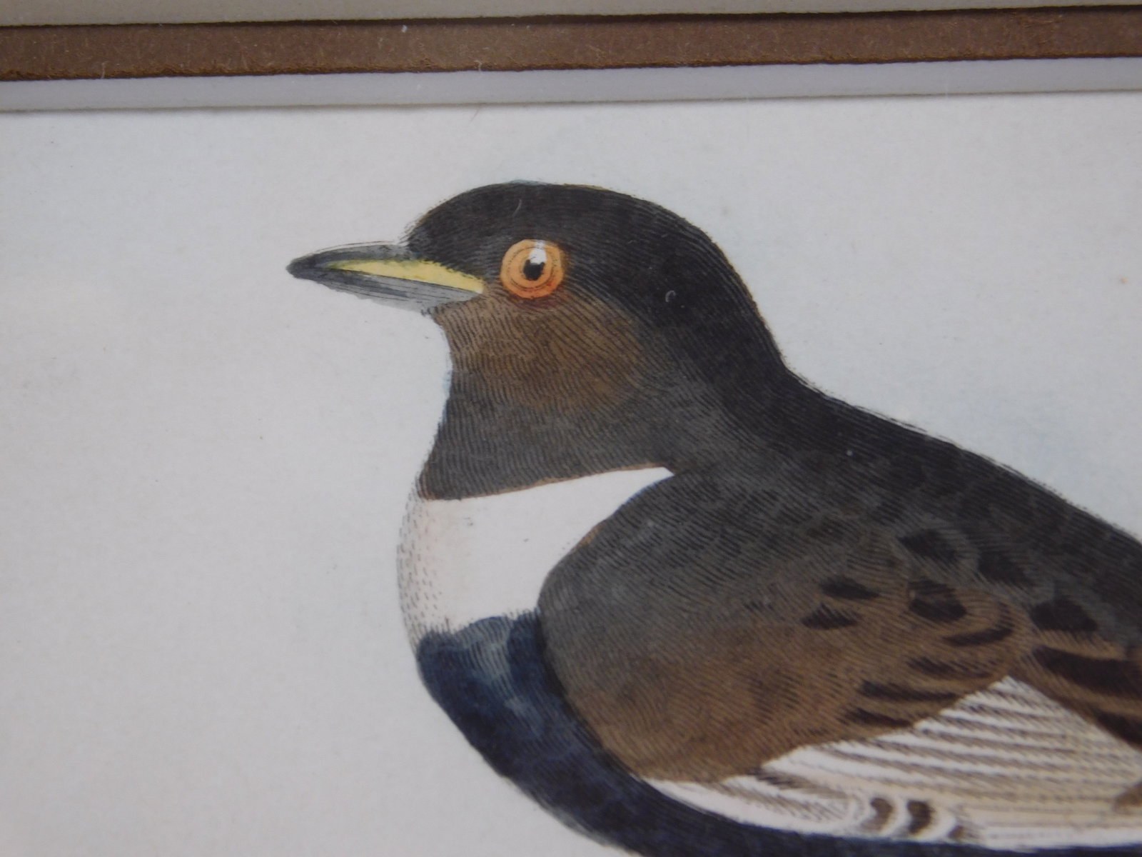 Ring Ouzel and Egg - 6