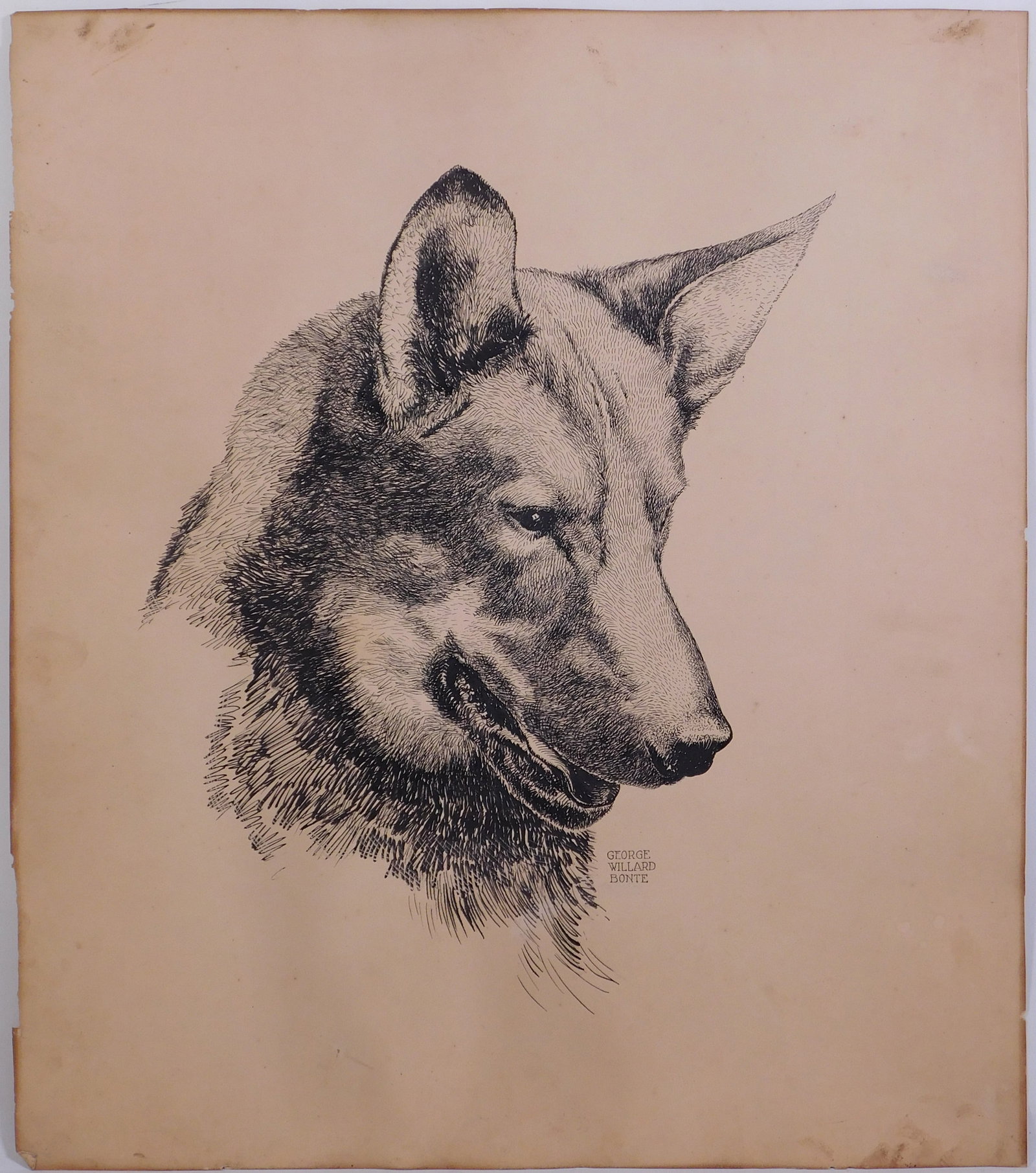 George Willard Bonte: Portrait of Skip: George Willard Bonte (American, 1873-1946): Portrait of Skip. Ink on paper, signed lower right, unframed. 20 x 17 inches. Private collection. Very good aged contrition; the paper is heavily toned and 