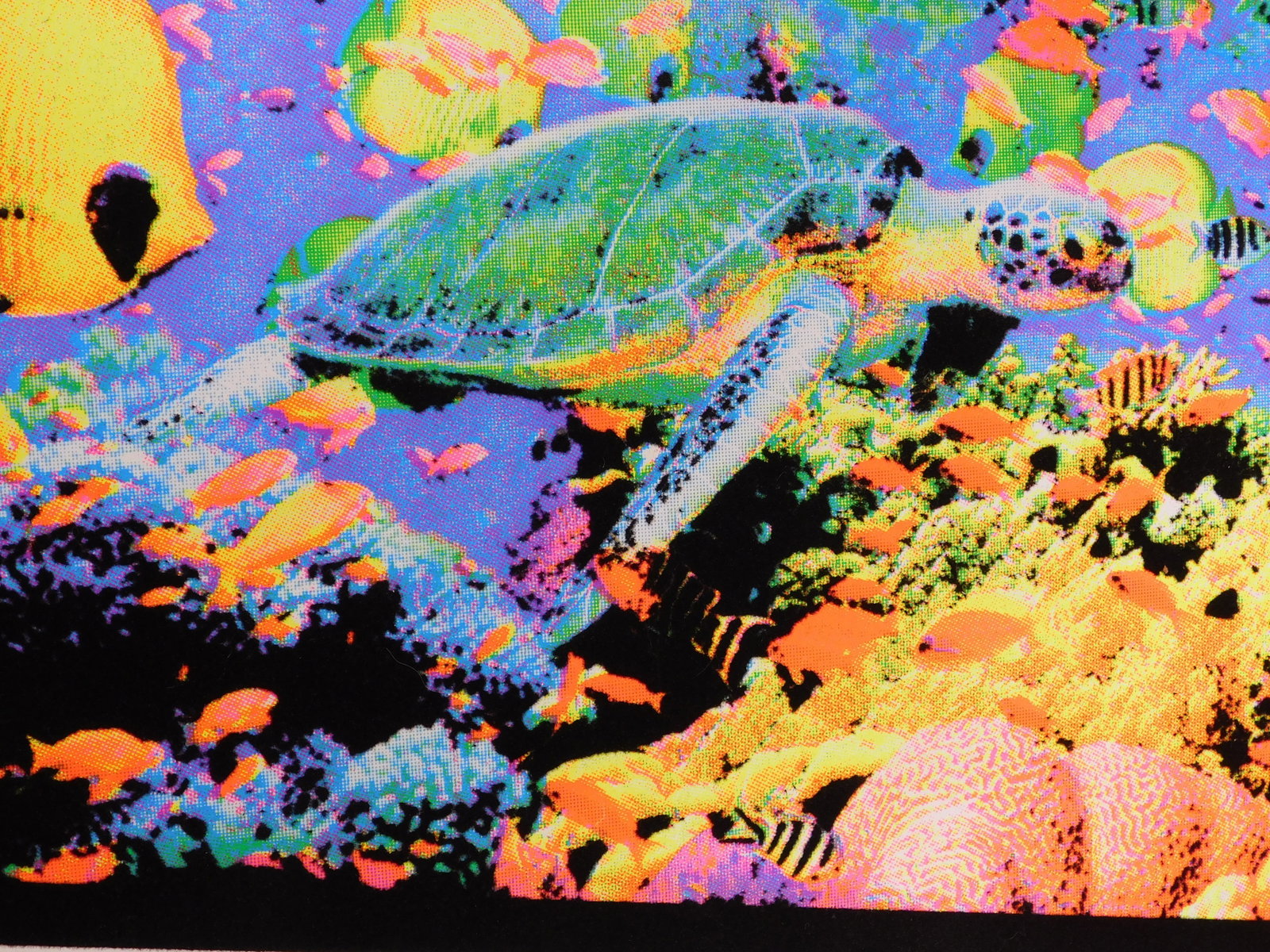 Surf Reef Blacklight Poster - 2