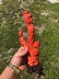 Exquisite Carved Chinese Red Coral Grouping 570G 19th C - 8
