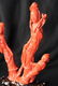 Exquisite Carved Chinese Red Coral Grouping 570G 19th C - 9