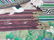 Chinese Scroll Painting 1st Rank Military Officer 1850 - 13