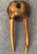 A fine old Walrus Skull and Tusks