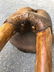 A fine old Walrus Skull and Tusks - 2