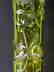 American Brilliant Period Baccarat green to clear vase - 3