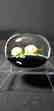 1983 Baccarat Art Glass Paperweight Signed - 8