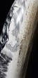 Signed Scrimshaw "L. Leyden" Seascape - 15