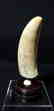 Signed Scrimshaw "L. Leyden" Seascape - 9