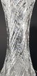 American Brilliant Pd Cut Glass Vase Hawkes Pattern? - 3
