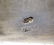 Fine Antique Russian Imperial Sterling Box Hallmark - 9