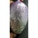 A Signed kawaguchi Japanese Enamel Silver Vase - 2