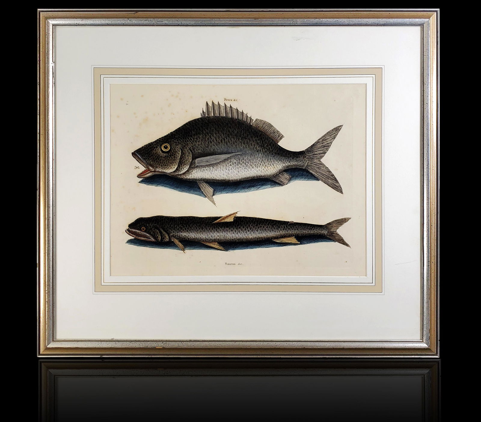 Mark Catesby 1683 -1749 VOL.II TAB. 2 SIGNED MC: CATESBY, MARK (1683 Â– 1749) VOL.II, TAB. 2, THE MARGATE FISH AND THE SEA SPARROW-HAWK SIGNED. Measures 21" x 24". Painted and etched by Mark Catesby (1638 - 1749)Etching with hand color, paper.Fro