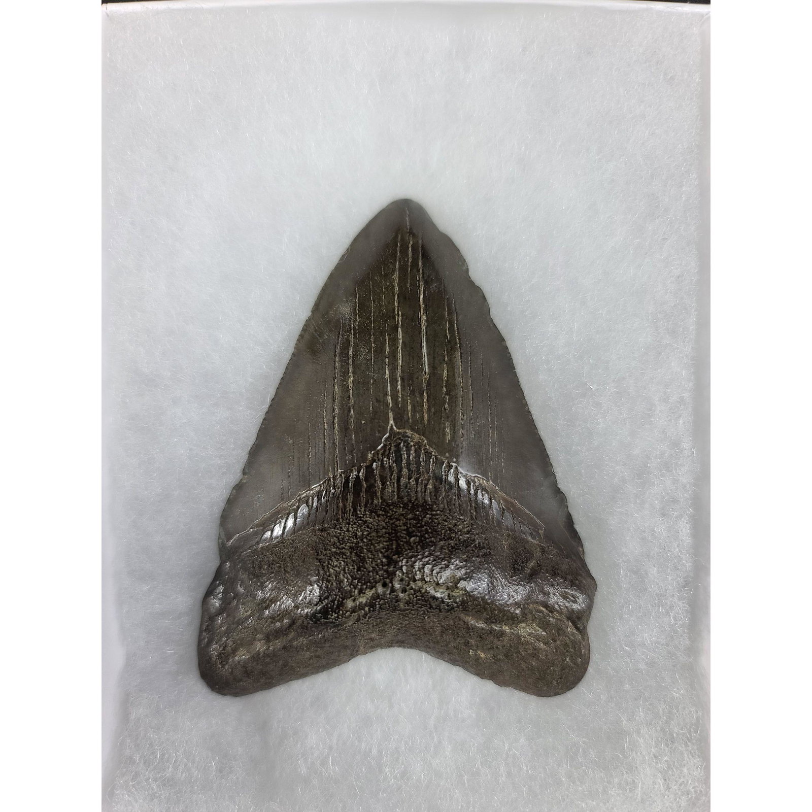 A large prehistoric shark's tooth Megladon: A large prehistoric shark's tooth Megladon. Measures 3.5" x 2 3/8"