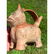 Rare Pre Colombian vessel in the form of a cat - 19