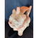 Rare Pre Colombian vessel in the form of a cat - 5