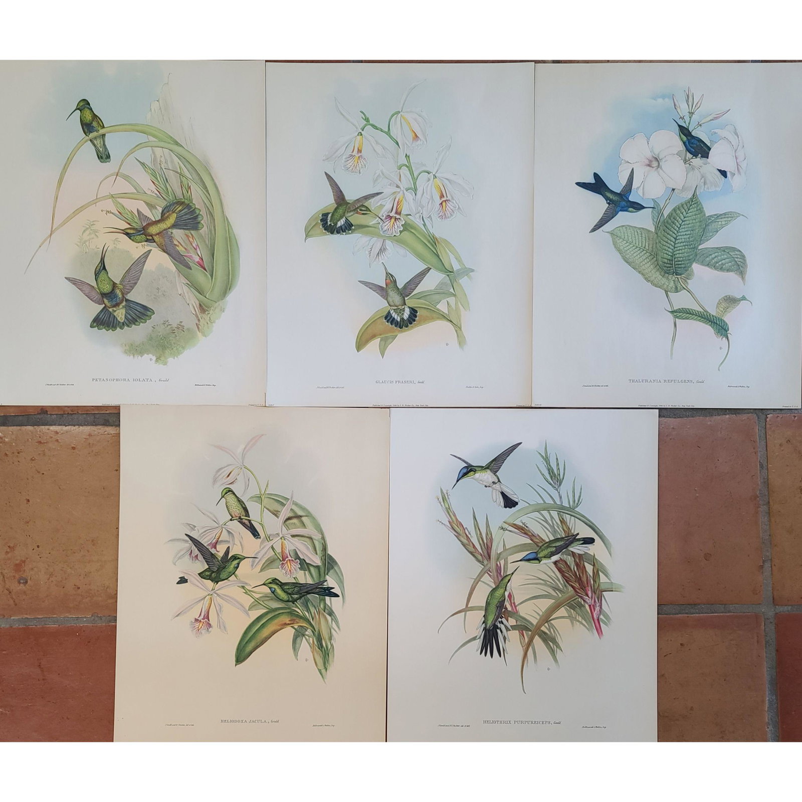 "JOHN GOULD ENGLISH 1804-1881" Hummingbird Portfolio: "JOHN GOULD ENGLISH 1804-1881" Hummingbird Portfolio. Measures 20 5/8" x 16 1/8"