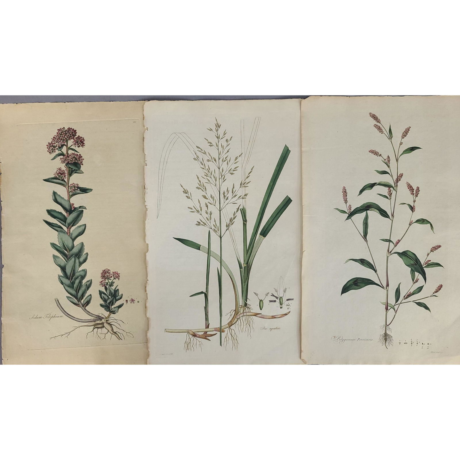 Lot of 3 Fine Late 18th-19th Century Botanical Print (1 of 16)